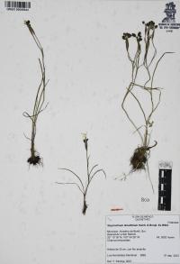 Sisyrinchium tenuifolium image
